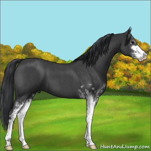 Horse Color:Blue Roan Sabino 