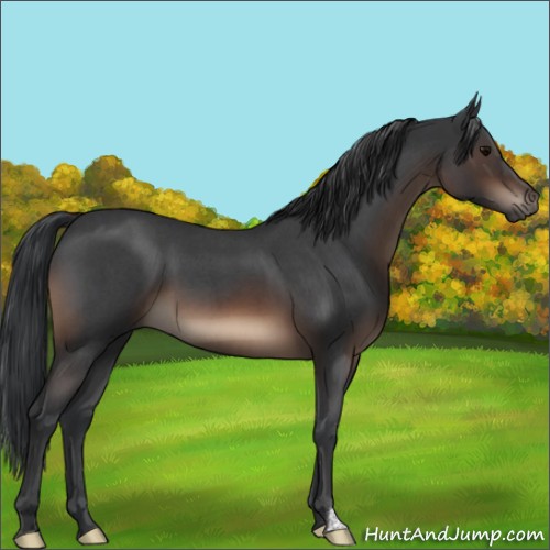 Horse Color:Brown Roan 