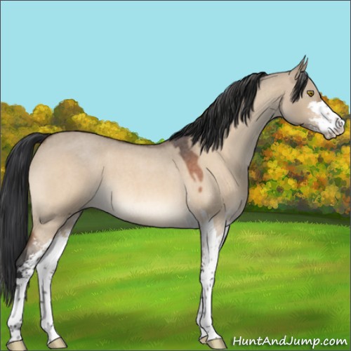 Horse Color:Brown Roan Dun Sabino 