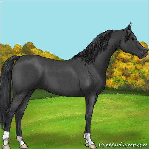 Horse Color:Blue Roan 