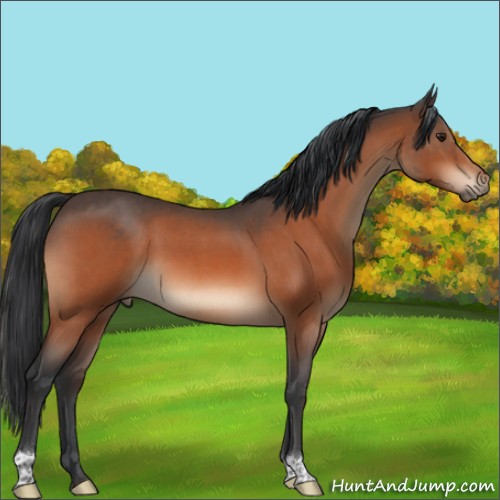Horse Color:Brown Roan 