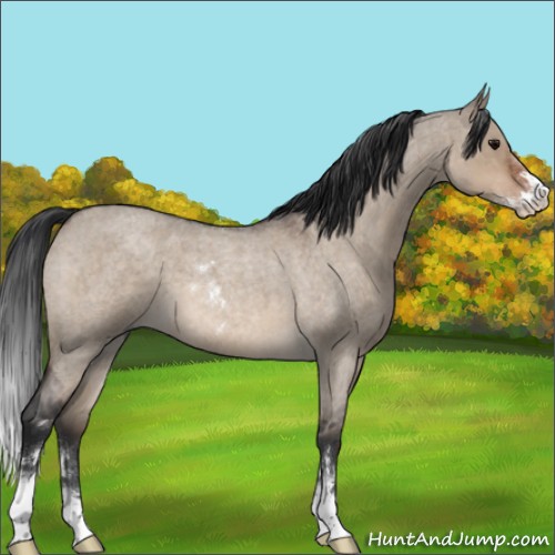 Horse Color:Brown Roan Dun Sabino 