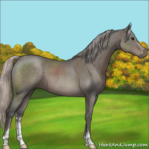 Horse Color:Silver Blue Roan Sabino 