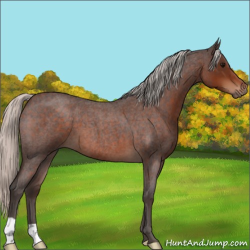 Horse Color:Silver Brown Roan 