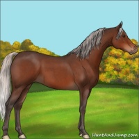 Horse Color:Silver Brown Roan 