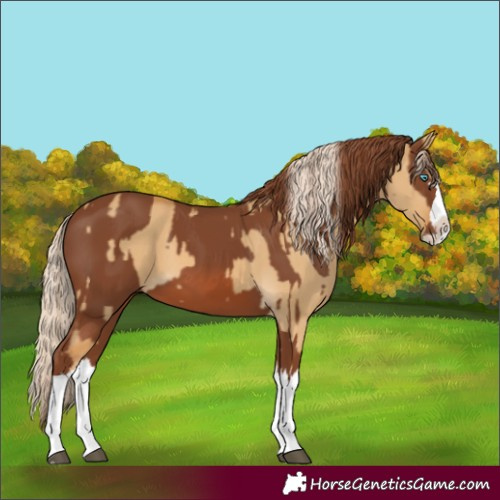 Horse Color:Palomino Dun Splash  and Chestnut Splash 