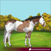 Horse Color:Red Dun Splash and Bay Splash