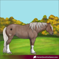 Horse Color:Silver Blue Roan 