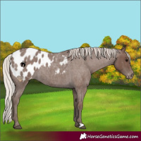 Horse Color:Silver Blue Roan Appaloosa 