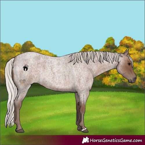 Horse Color:Silver Blue Roan 