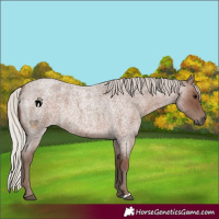 Horse Color:Silver Blue Roan 