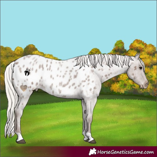 Horse Color:Silver Blue Roan Appaloosa 