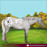 Horse Color:Silver Smoky Blue Roan Appaloosa 