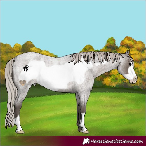Horse Color:Silver Blue Roan Frame 
