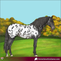 Horse Color:Black Near Leopard 