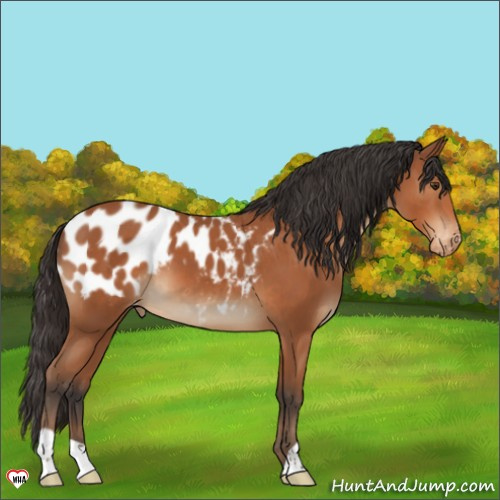 Horse Color:Bay Appaloosa 