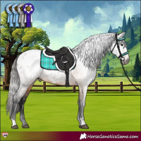Horse Color:Gray Bay Dun Appaloosa 