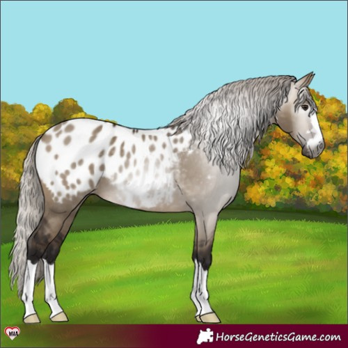 Horse Color:Gray Silver Brown Dun Appaloosa 