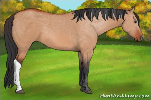 Horse Color:Bay Dun 