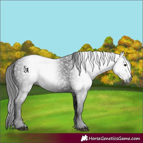 Horse Color:Gray Smoky Black 