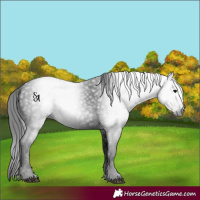 Horse Color:Gray Smoky Black 