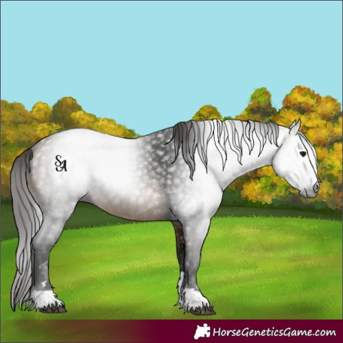 Horse Color:Unknown 
