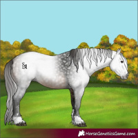 Horse Color:Unknown 