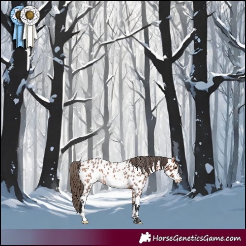 Horse Color:Bay Roan Frame Near Leopard Rabicano 