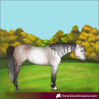 Horse Color:Gray Bay 
