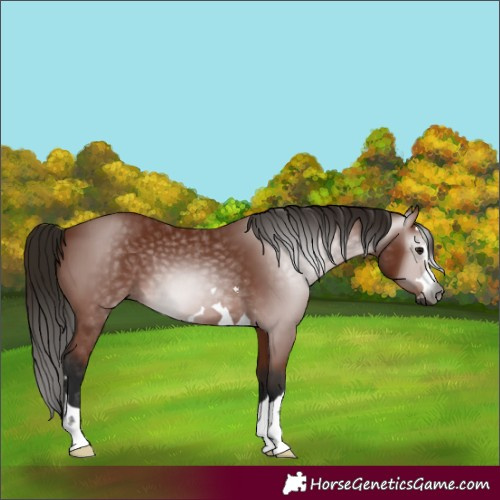 Horse Color:Gray Bay 