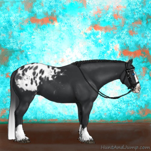 Horse Color:Black Splash Appaloosa 