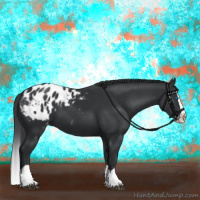 Horse Color:Black Splash Appaloosa 
