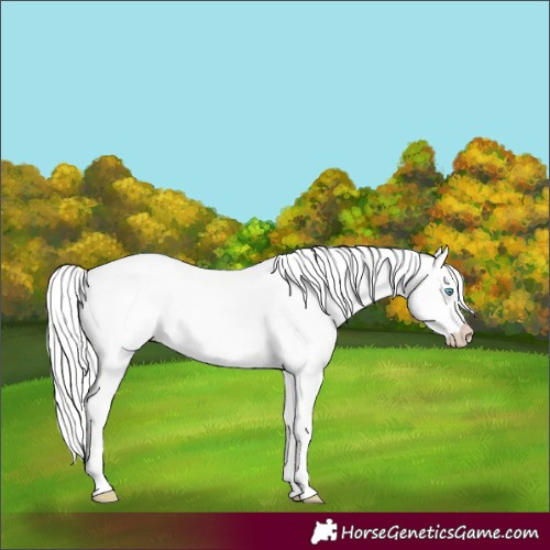 Horse Color:Cremello Dun 