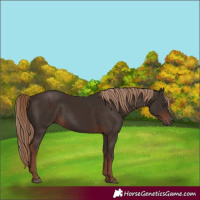 Horse Color:Liver Chestnut Rabicano 