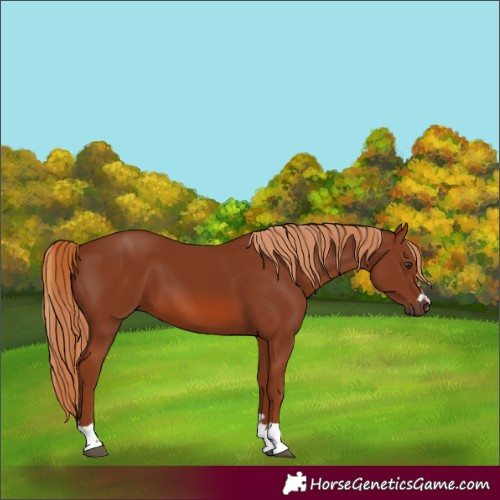 Horse Color:Chestnut 
