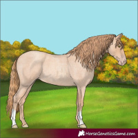 Horse Color:Gold Champagne Roan 