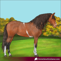 Horse Color:Bay Tobiano Appaloosa 