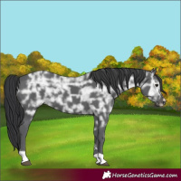 Horse Color:Black Ice Rabicano 