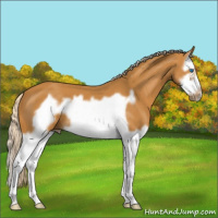 Horse Color:Palomino Splash Frame 