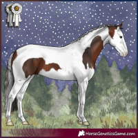 Horse Color:Bay Splash Tobiano
