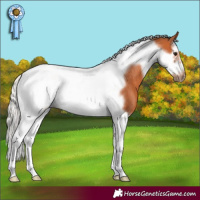 Horse Color:Silver Bay Splash Tobiano Frame Rabicano