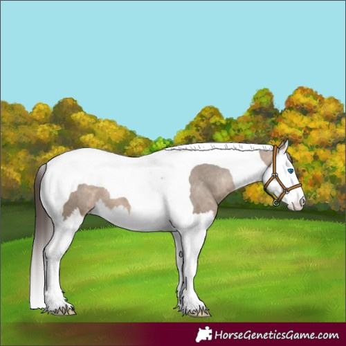 Horse Color:Brown Dun Splash Tobiano Appaloosa 