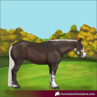 Horse Color:Silver Brown Sabino 