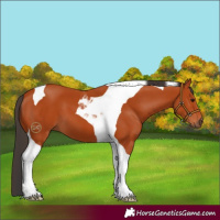 Horse Color:Bay Tobiano 