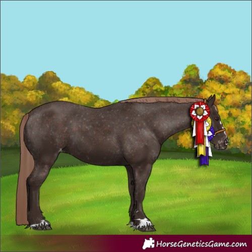 Horse Color:Liver Chestnut Appaloosa 