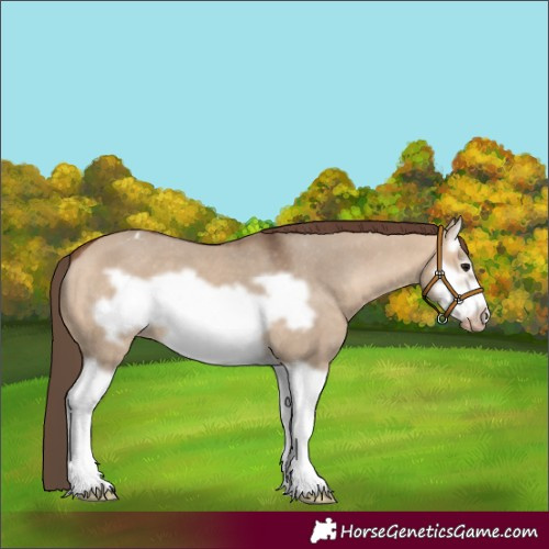 Horse Color:Bay Dun Splash Frame Appaloosa 