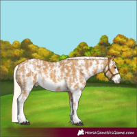 Horse Color:Palomino Sabino