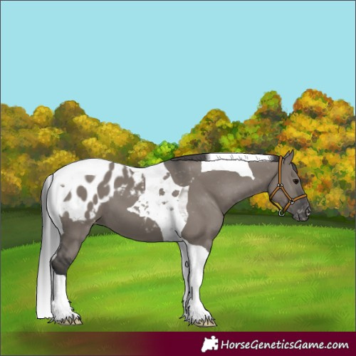 Horse Color:Grullo Tobiano Appaloosa 