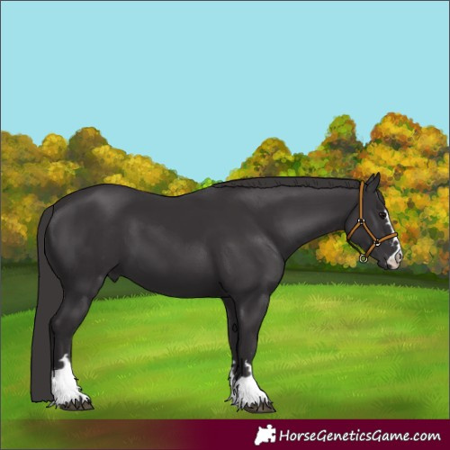 Horse Color:Smoky Black 