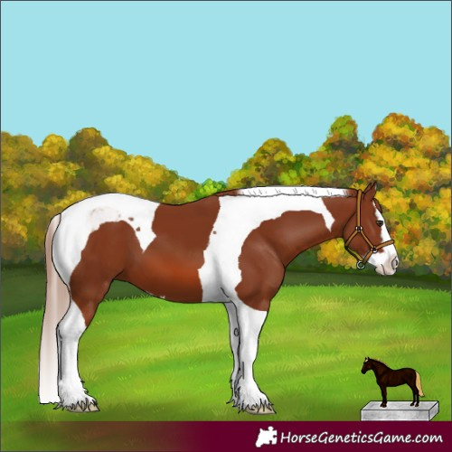 Horse Color:Chestnut Splash Tobiano 